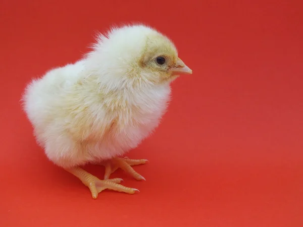Lebende Hühnerküken — Stockfoto
