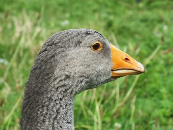 Süßes Gänseblümchen auf der grünen Wiese — Stockfoto