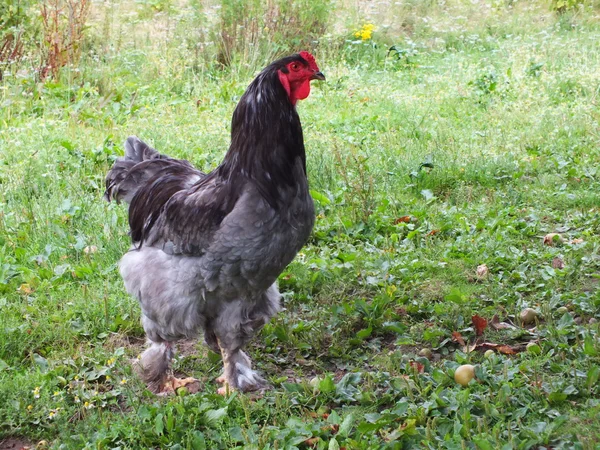Höns och kycklingar — Stockfoto