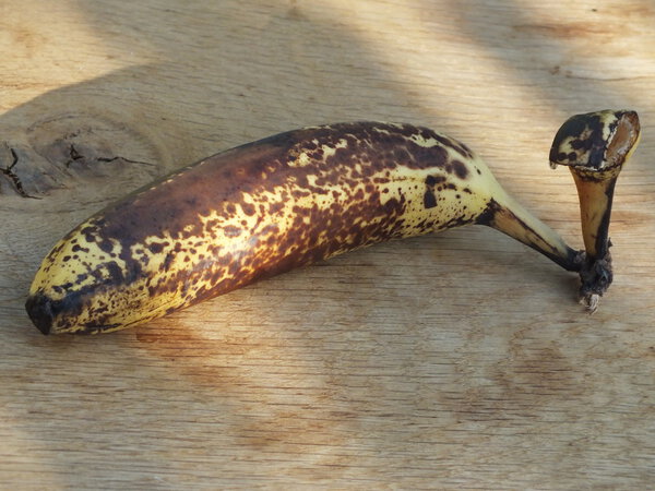 Not fresh, brown, banana on a oak board