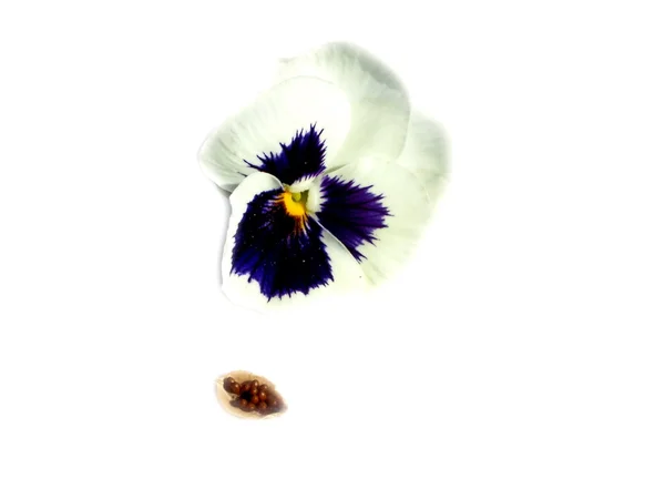 Viola, delicate blossom with seeds isolated on white — Stock Photo, Image