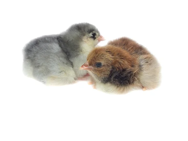 Very young cute fluffy chick chicken — Stock Photo, Image