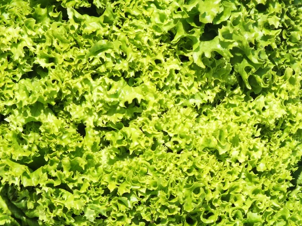 La ensalada rizada verde sobre la tabla del roble — Foto de Stock