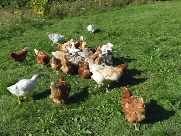 La cría de gallinas y gallos vivos en la naturaleza —  Fotos de Stock