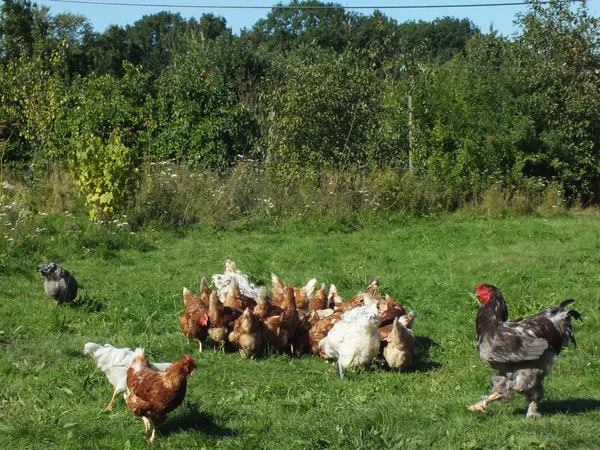 Living hen and rooster rearing in the natural — Stock Photo, Image