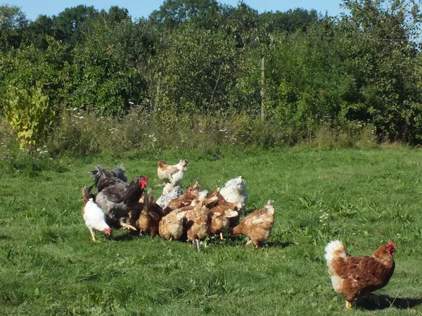 La cría de gallinas y gallos vivos en la naturaleza —  Fotos de Stock