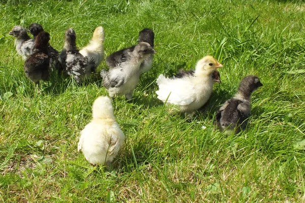 Small chickens chicks of meadow race, Strupp chickens on green — Stock Photo, Image