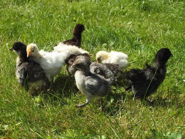 Small chickens chicks of meadow race, Strupp chickens on green — Stock Photo, Image