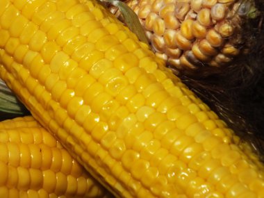 haşlanmış mısır