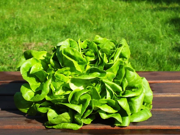 Ensalada verde — Foto de Stock