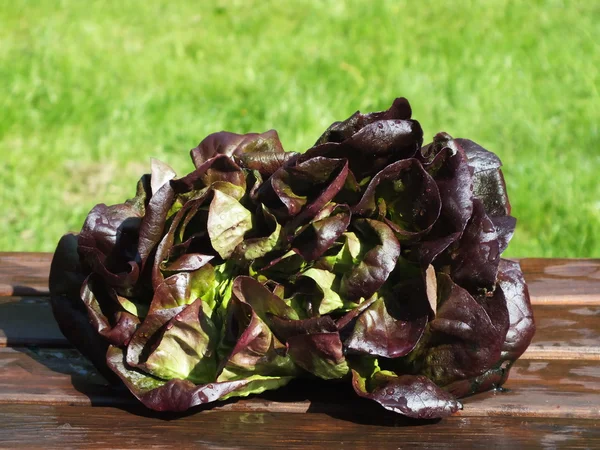 Ensalada verde — Foto de Stock