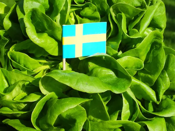 Ensalada verde — Foto de Stock