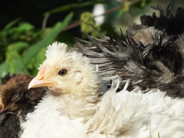 Cute Chicks — Stock Photo, Image