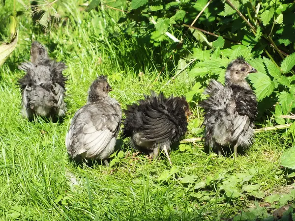 Schattig kuikens — Stockfoto