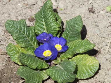 Hava tarafından eski ahşap arka plan olarak imzalanmış.