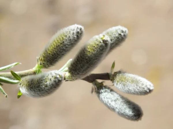 Salix spec,pussy willow catki — Stock Photo, Image