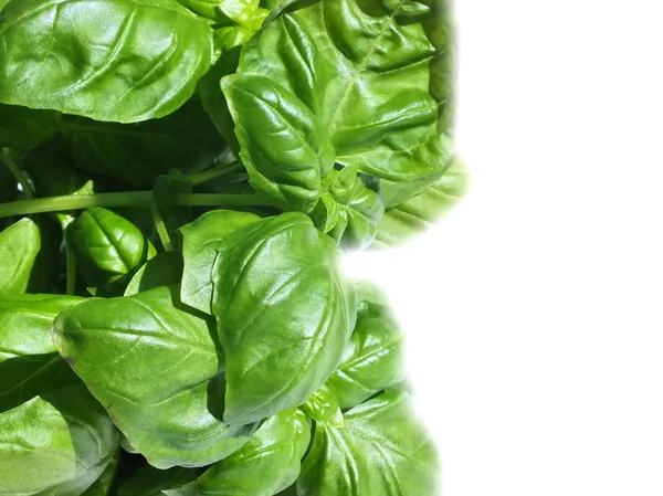 Fresh Basil Leaves close-up background — Stock Photo, Image