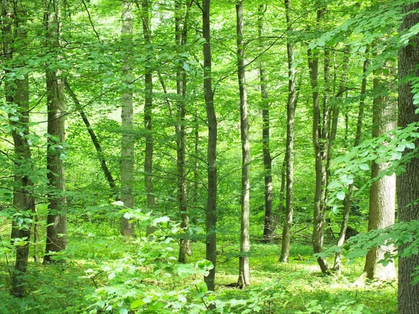 Forest, Almanya, Almanya, — Stok fotoğraf
