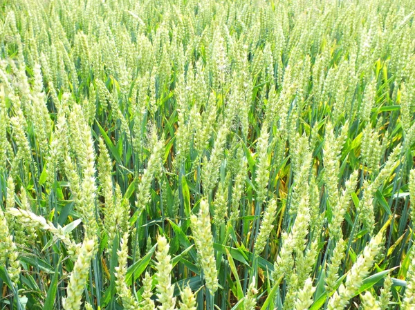 Campos de milho — Fotografia de Stock