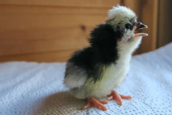 Neugeborenes Hünchen Mit Weier Haube Haubenhuhn Rassehuhn — Stockfoto