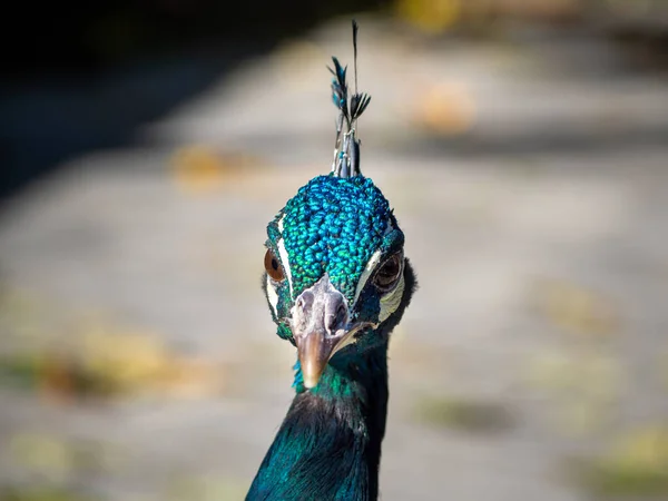 Shiny blue and green peacock - head closeup shot