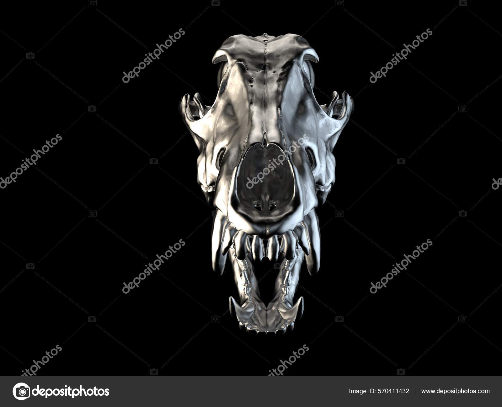 벌리고 정면을 바라보는 늑대의 두개골 — 스톡 사진 © Trimitrius #570411432, image size:1600x1299