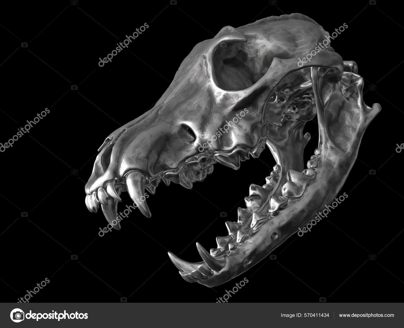 늑대의 두개골 — 스톡 사진 © Trimitrius #570411434, image size:1600x1299