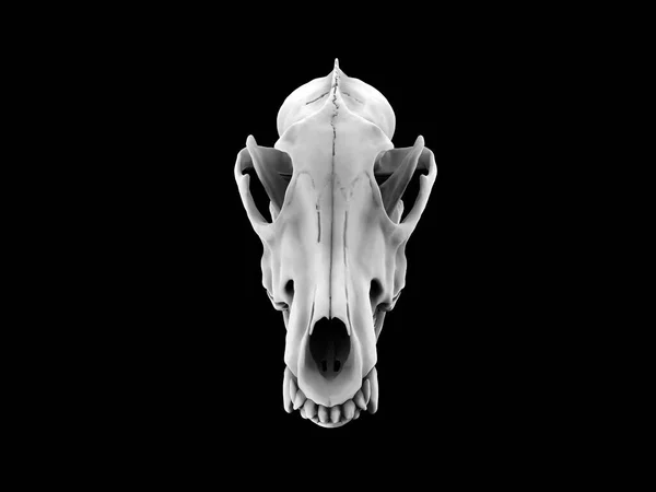 Cráneo Lobo Blanco Vista Frontal Aislado Sobre Fondo Negro — Foto de Stock