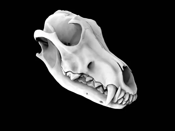 Solid White Wolf Skull Template — Zdjęcie stockowe