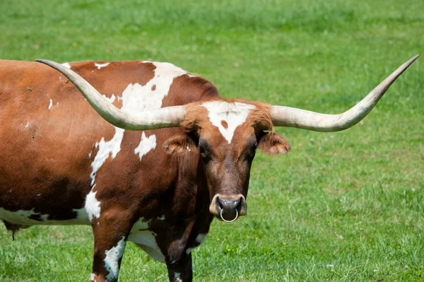 Longhorn boğa — Stok fotoğraf