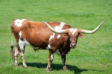 longhorn boğa