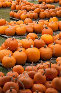 kabaklar arka plan yığınları