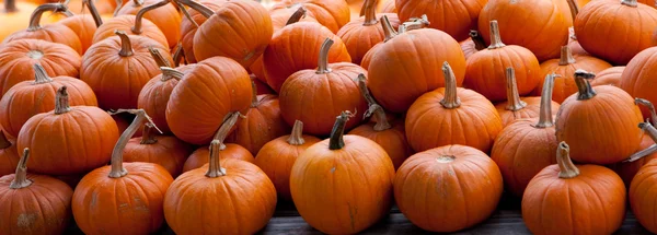 Piles of pumpkins background — Stock Photo, Image