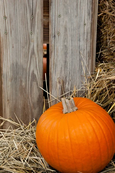 Piles of pumpkins background — Stock Photo, Image