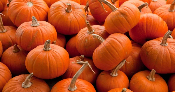 Piles of pumpkins background — Stock Photo, Image