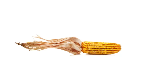 Indian corn on a white background — Stock Photo, Image