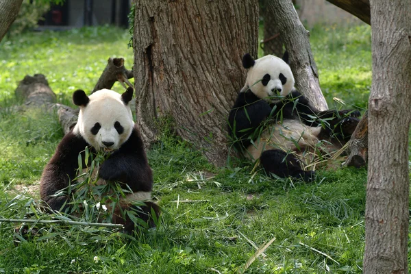 Giant pandas in a field — Stock Photo, Image