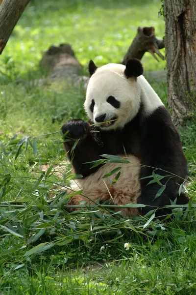 Giant pandas in a field — Stock Photo, Image