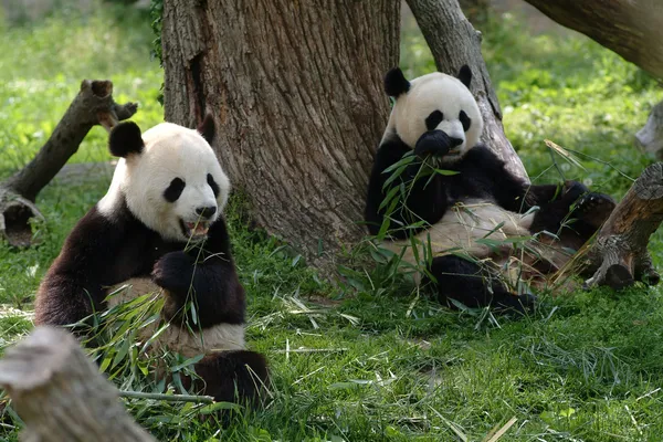 Pandas gigantes en un campo — Foto de Stock