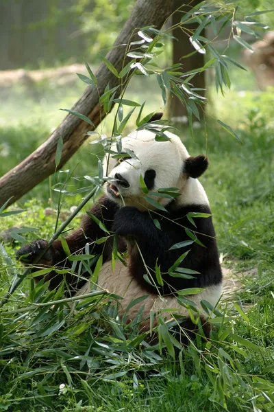 Giant pandas in a field — Stock Photo, Image