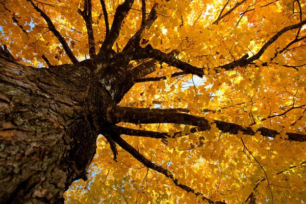 Foglie di autunno su un albero — Foto Stock