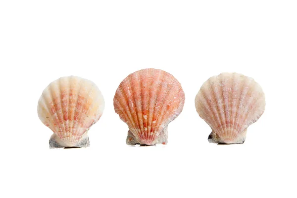 Scallops/sea shells on a white background — Stock Photo, Image