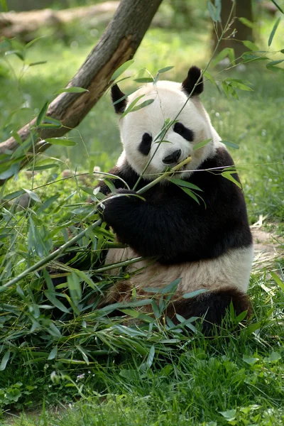 大熊猫在一个字段中 图库照片