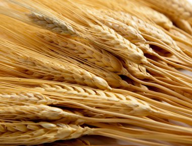 background of shocks of wheat clipart