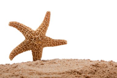 kum üzerinde beyaz kopya alanı ile denizyıldızı
