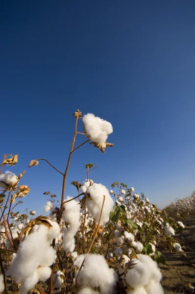Campo de algodão na colheita — Fotografia de Stock
