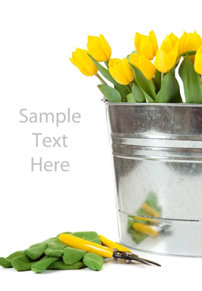 Yellow tulips in a metal pail on white — Stock Photo, Image