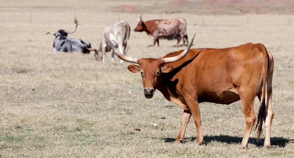 Un toro de cuerno largo en un campo — Foto de Stock