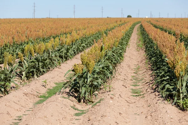 Fiel of grain sorghum or milo crop in West Texas — Stock Photo, Image