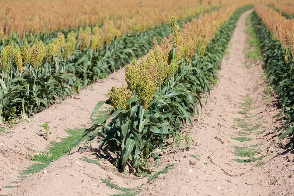 A sorghum field near harvest — Stock Photo, Image